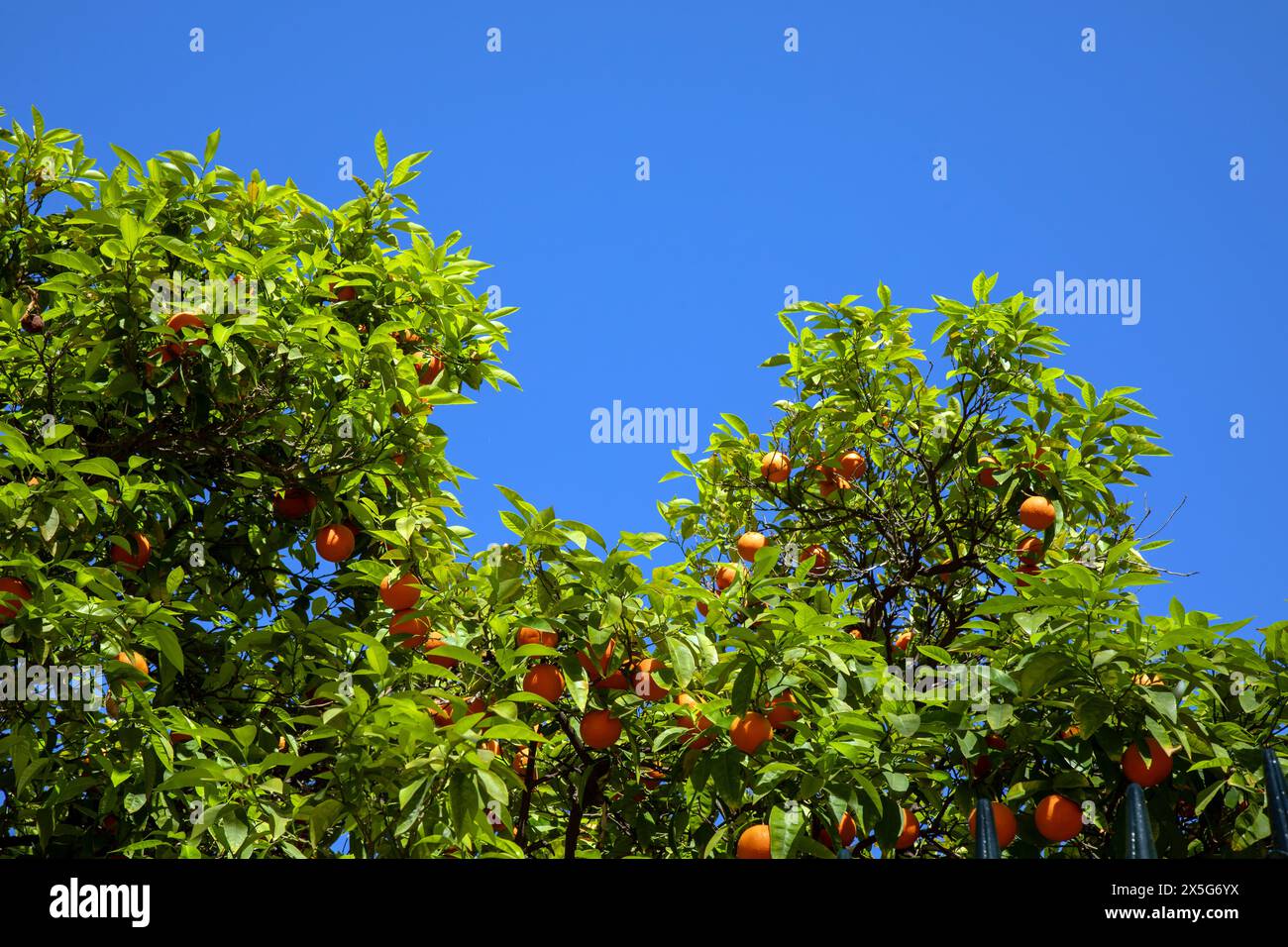 Oranges, Athens, Greece Stock Photo