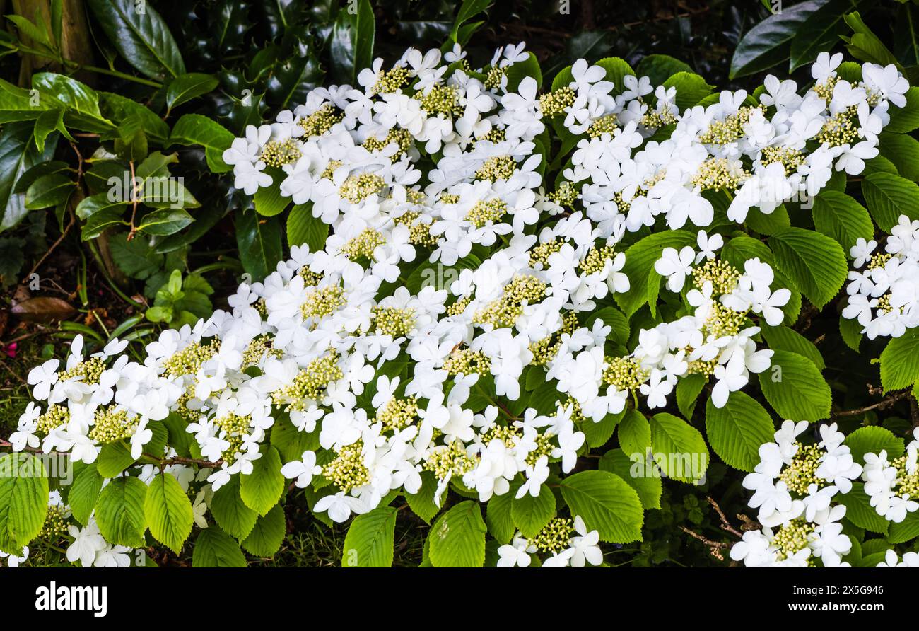 Viburnum plicatum mariesii hires stock photography and images Alamy