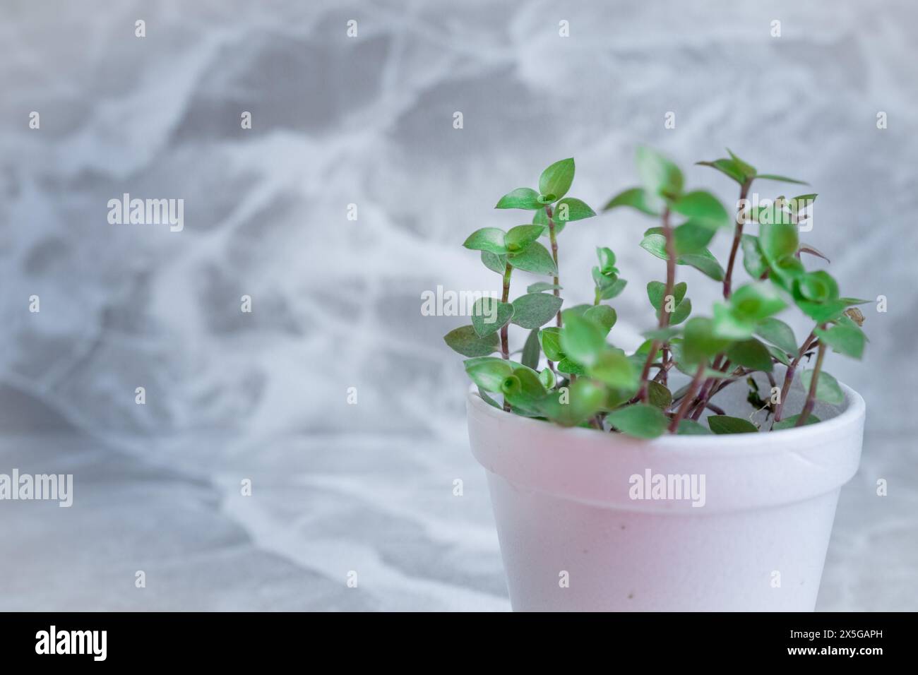 Plants with white small vase on grey floor background. Stock Photo