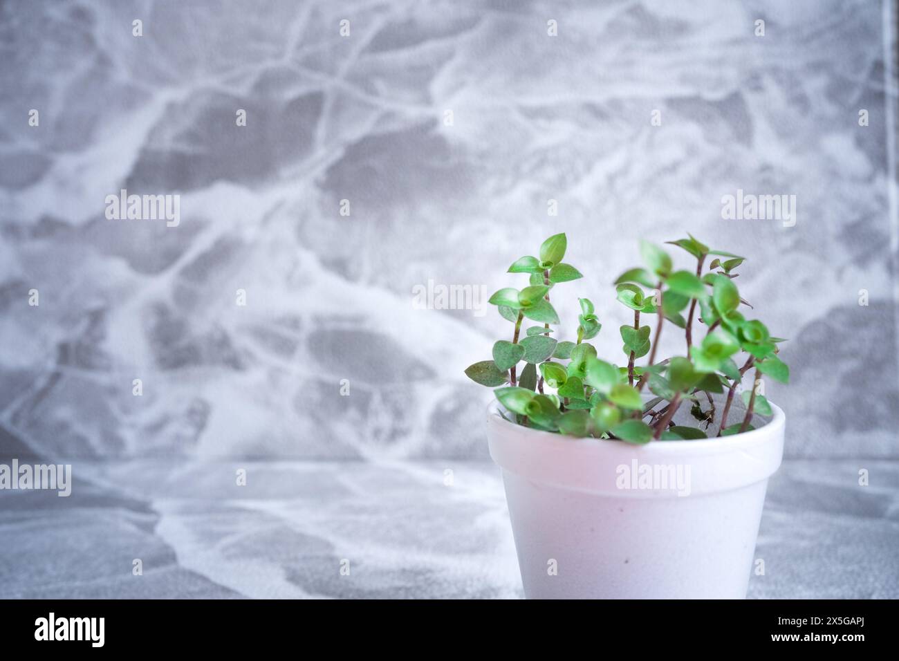 Plants with white small vase on grey floor background. Stock Photo