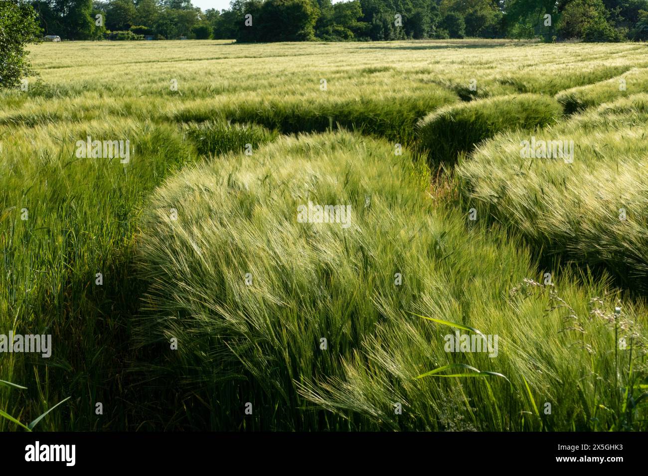 Gerste mit langen Ähren, Getreidefeld im Sommer Stock Photo - Alamy