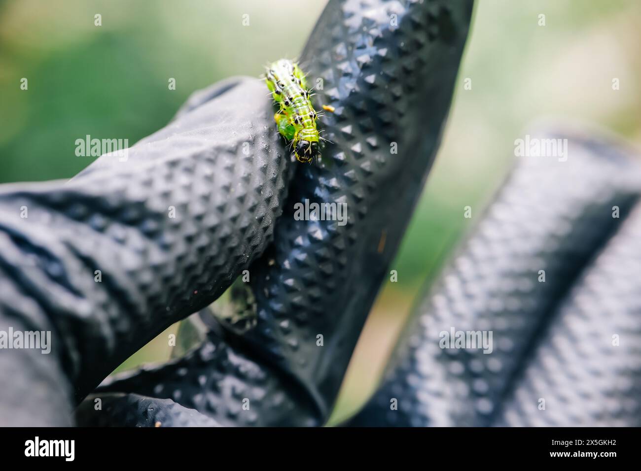 Boxwood caterpillar in a hand in a black glove.Treating the garden ...
