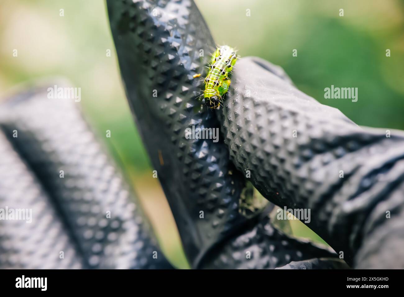 caterpillar in a hand in a black glove.Treating the garden against moth ...