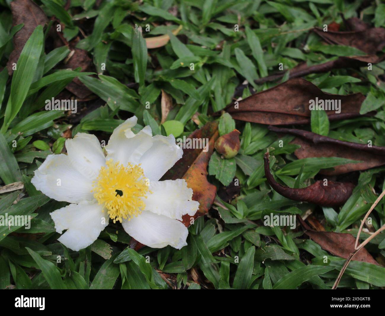 White flower in a garden Stock Photo