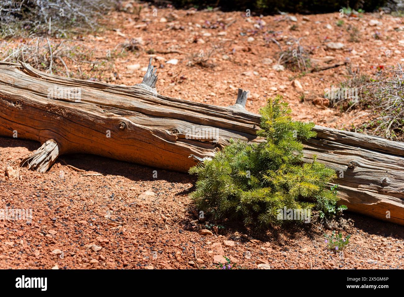 A tree stump with a small green plant growing out of it. The stump is ...