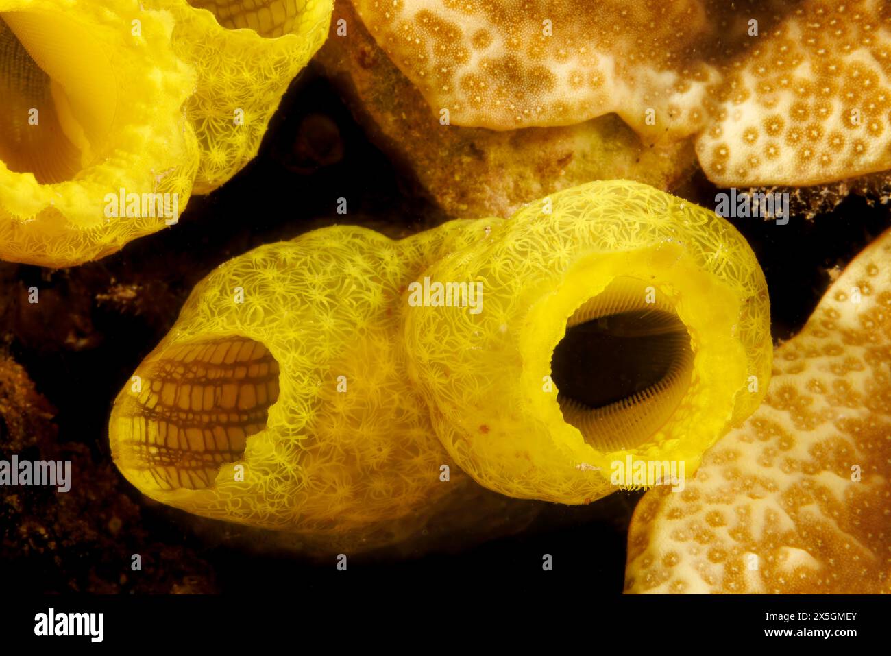 This yellow ascidian, Phallusia julinea, is also known as a tunicate or sea squirt, Guam, Federated States of Micronesia. Stock Photo