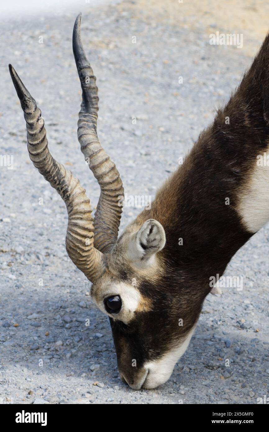 Virginia Safari Park, Natural Bridge, VA Stock Photo Alamy