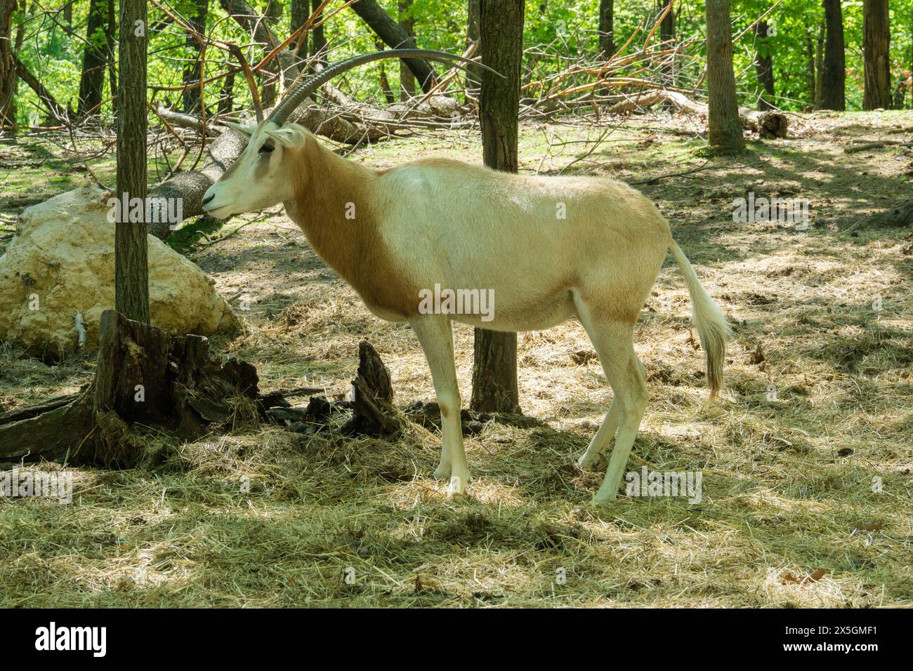 Virginia Safari Park, Natural Bridge, VA Stock Photo Alamy