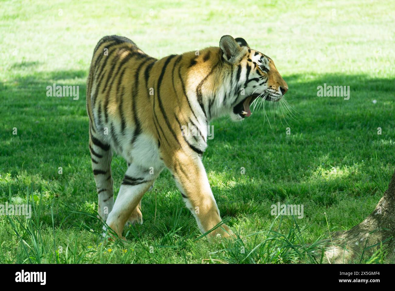 Virginia Safari Park, Natural Bridge, VA Stock Photo Alamy