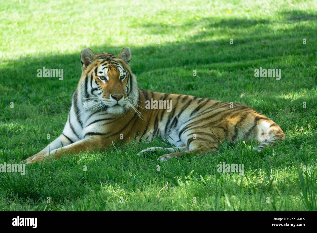 Virginia Safari Park, Natural Bridge, VA Stock Photo Alamy
