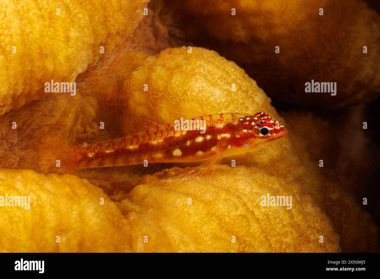 The hairpin pygmygoby, Eviota prasites, is also known as the red and whitespotted dwarfgoby,  Guam, Federated States of Micronesia. Stock Photo