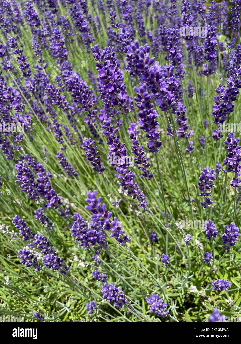 Lavendel Feld mit Lila Blüten in der Provence Stock Photo