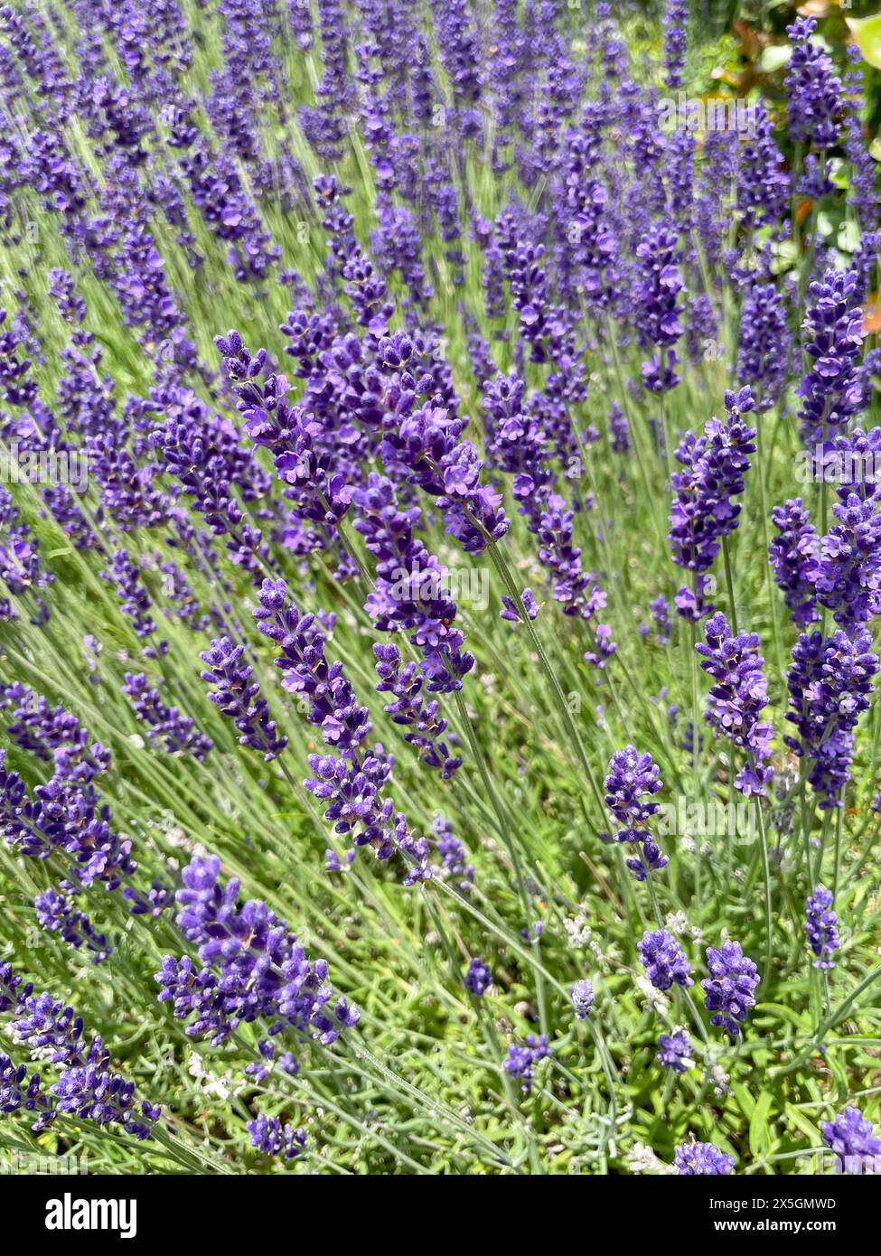Lavendel Feld mit Lila Blüten in der Provence Stock Photo