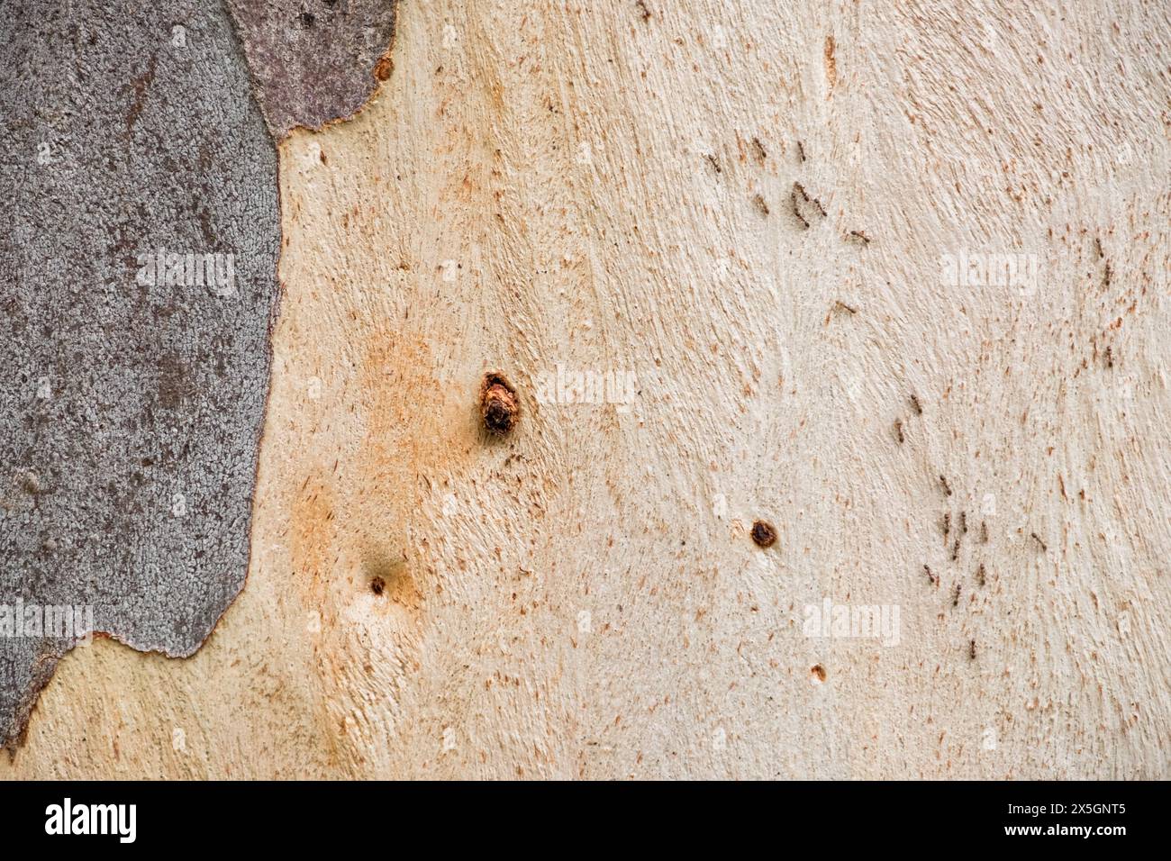 Texture Rough Insect A wall with a brown surface and a few holes. The holes are made by ...