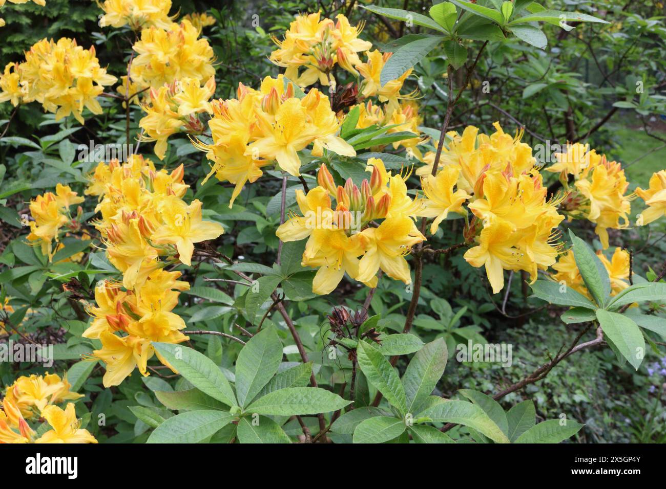 Yellow Azaleas in flower bloom Rhododendron luteum Stock Photo Alamy