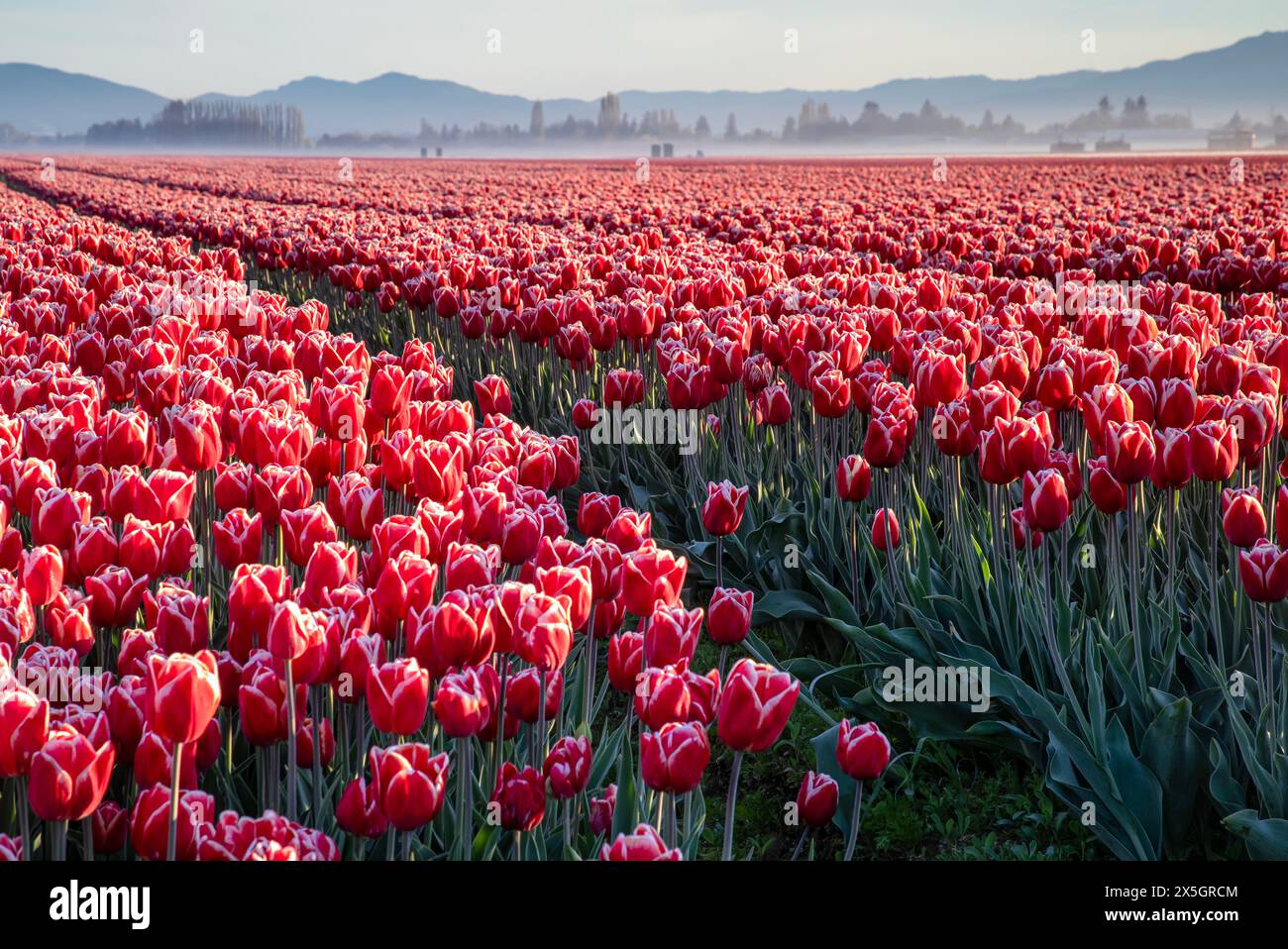 WA25181-00...WASHINGTON  - Rows of colorful tulips blooming in the Skagit Valley near Mount Vernon. Stock Photo