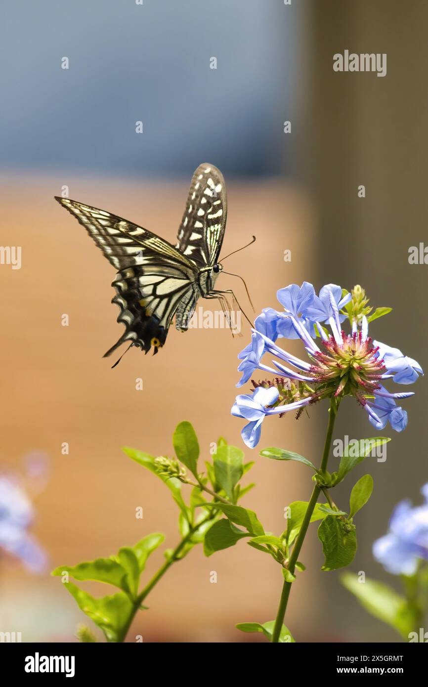 Exquisite yellow and black swallowtail butterfly resting lightly on a blue flower. Stock Photo