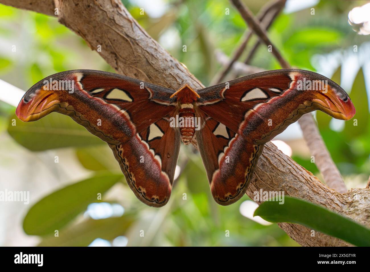 Atlas Moth (Attacus atlas) hatches and spreads its wings at butterfly ...