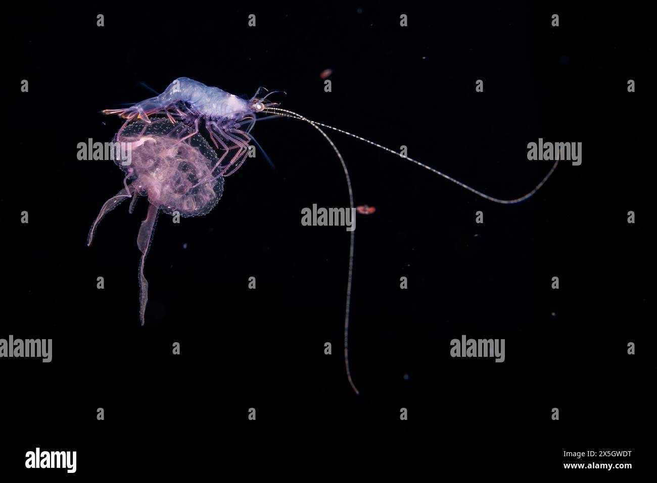 The larval stage of a shrimp riding a luminescent jellyfish, Pelagia noctiluca, Yap, Micronesia. Shot on a blackwater dive one mile into open ocean at Stock Photo