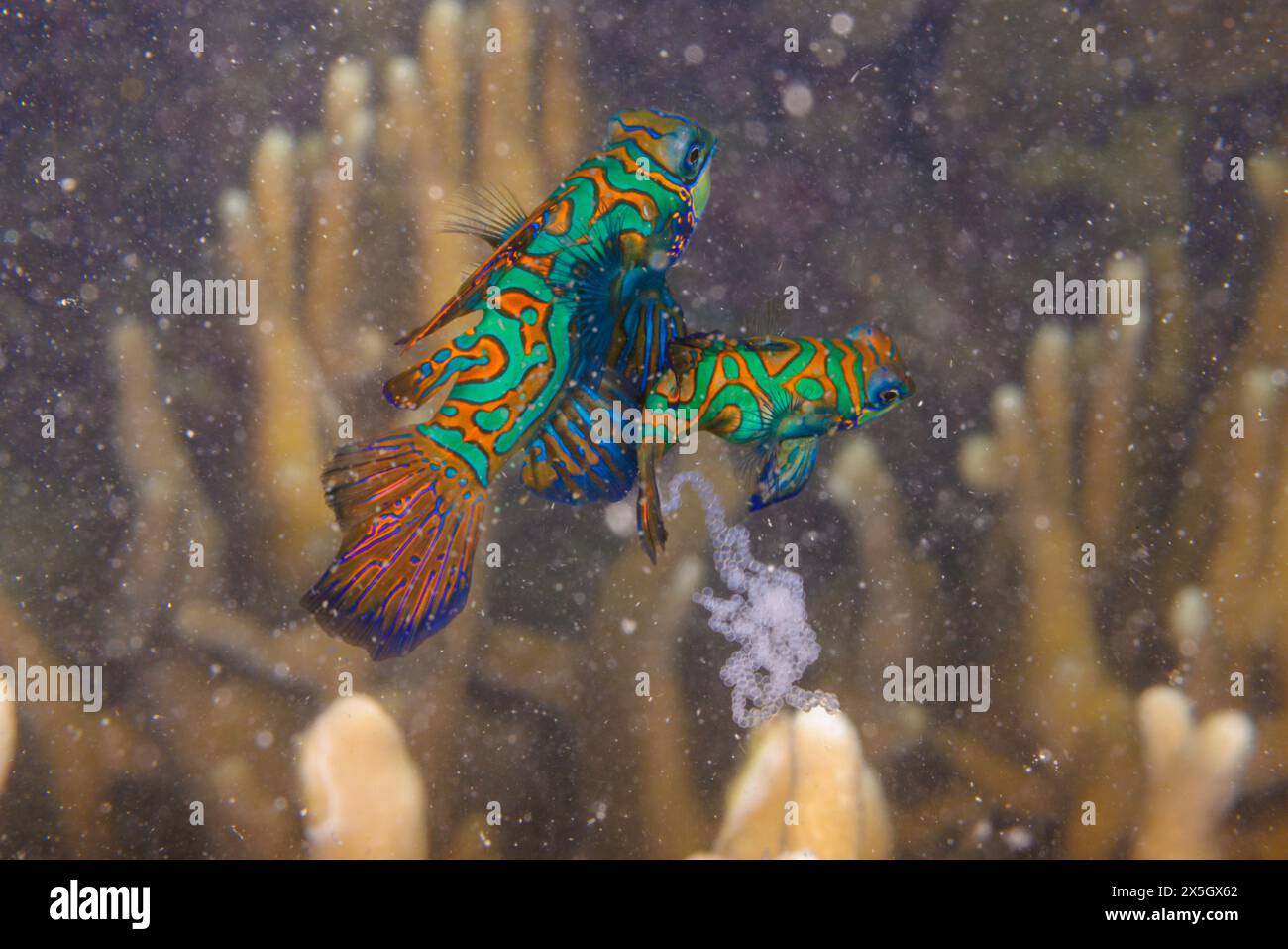 A pair of mating mandarinfish, Synchiropus splendidus, and their just released eggs and sperm, off the island of Yap, Micronesia. Stock Photo