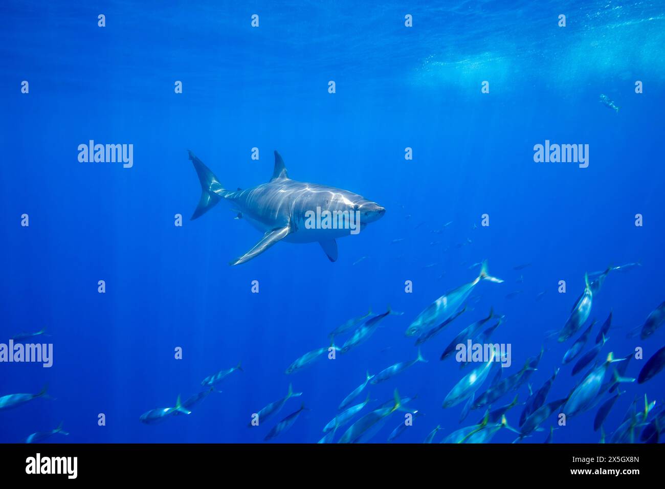 Great White Shark, Carcharodon carcharias, and a school of scad mackerel, Decapterus macarellus, fish off Guadalupe Island, Mexico. Stock Photo