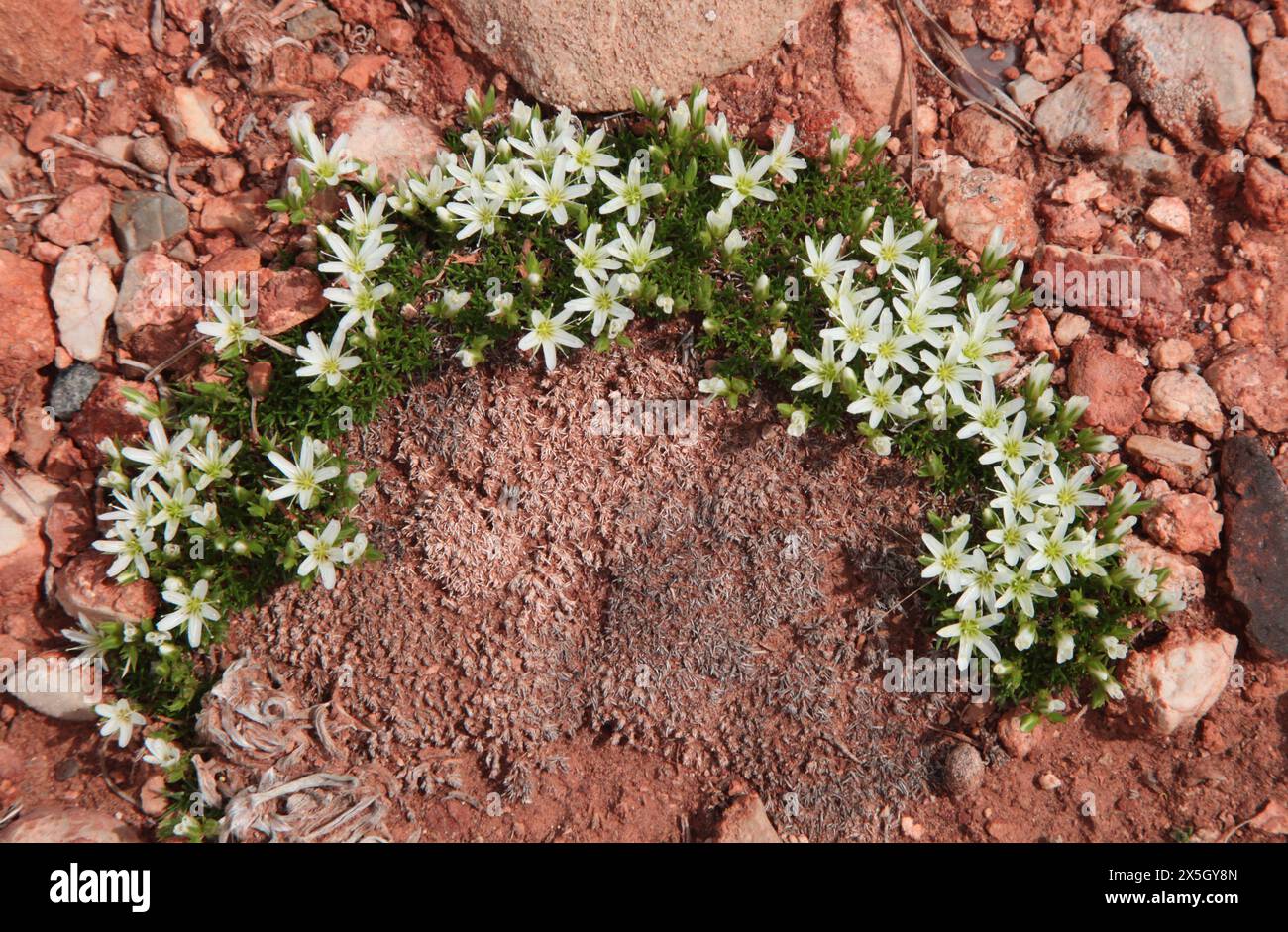 Hooker Sandwort (Arenaria hookeri) white wildflowers in Bighorn Canyon National Recreation Area, Wyoming Stock Photo