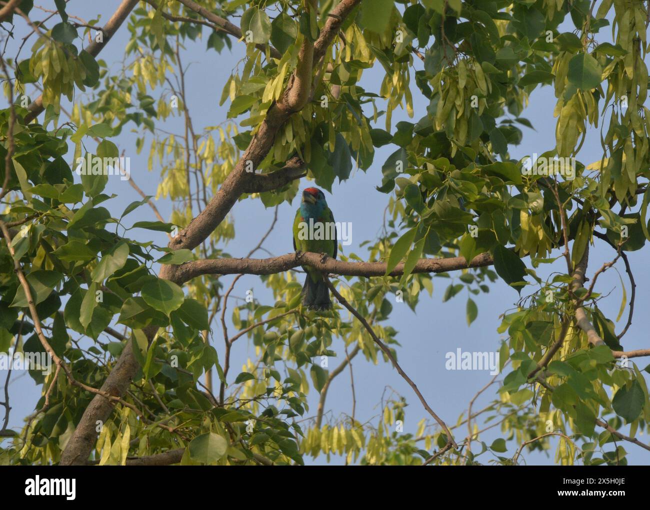 Silguri, West Bengal, INDIA. 10th May, 2024. A white-throated kingfisher bird sits at a tree branch in Siliguri. (Credit Image: © Diptendu Dutta/ZUMA Press Wire) EDITORIAL USAGE ONLY! Not for Commercial USAGE! Stock Photo
