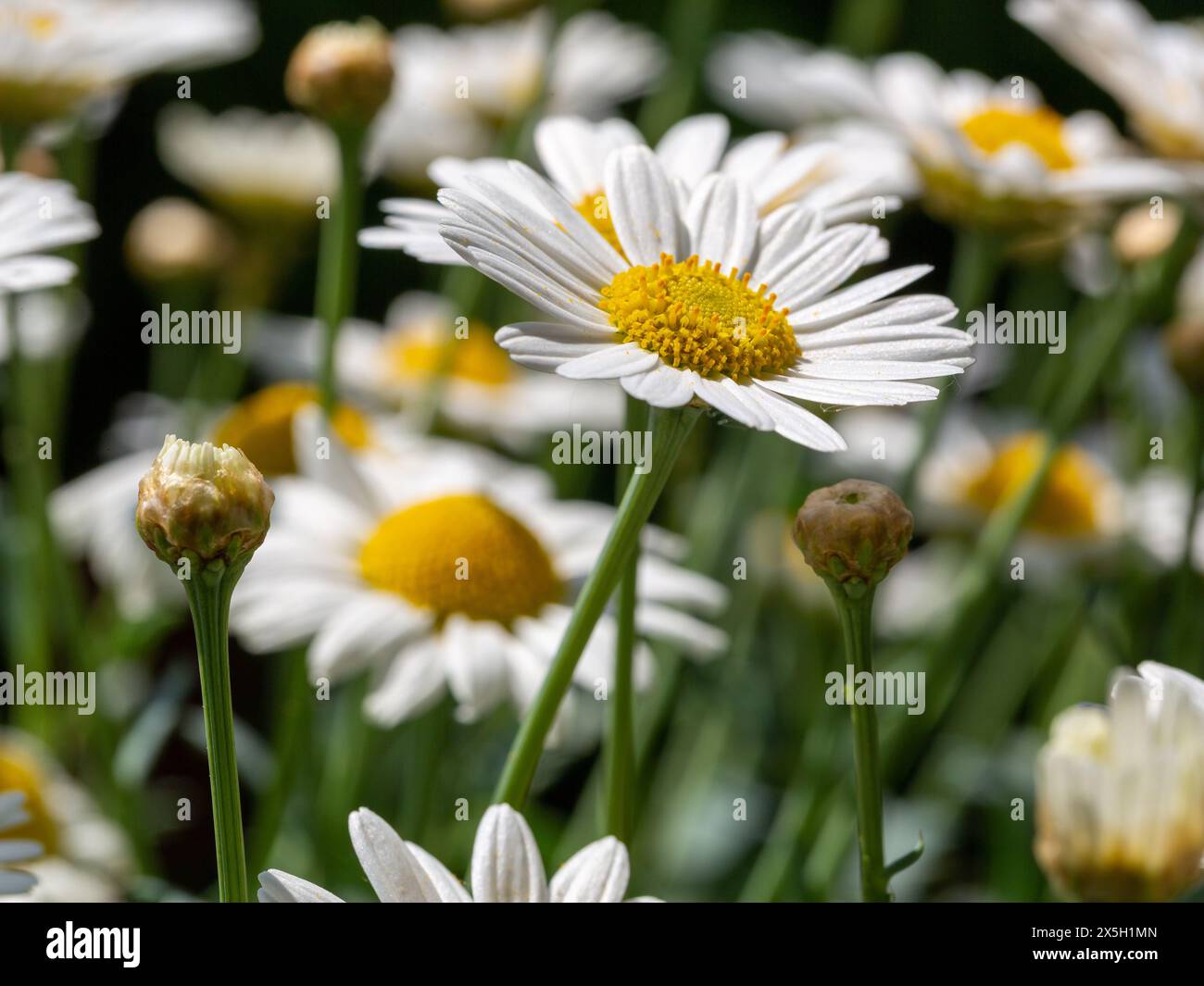 Close-up of a wild daisy flower (Leucanthemum vulgare), white chamomile with others in a blurred background. Stock Photo