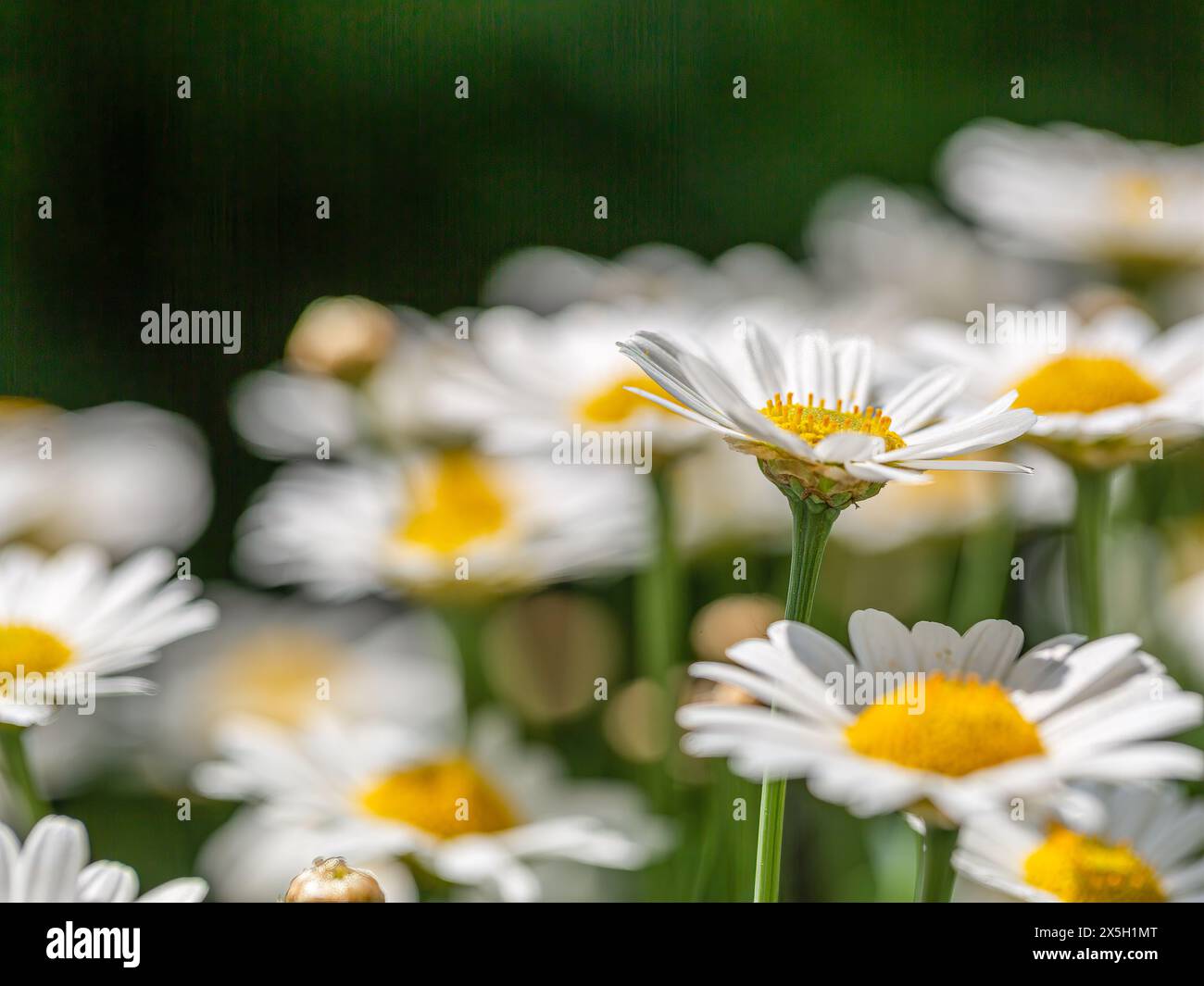 Close-up of wild daisy flowers (Leucanthemum vulgare), white chamomiles with others in a blurred background. Stock Photo
