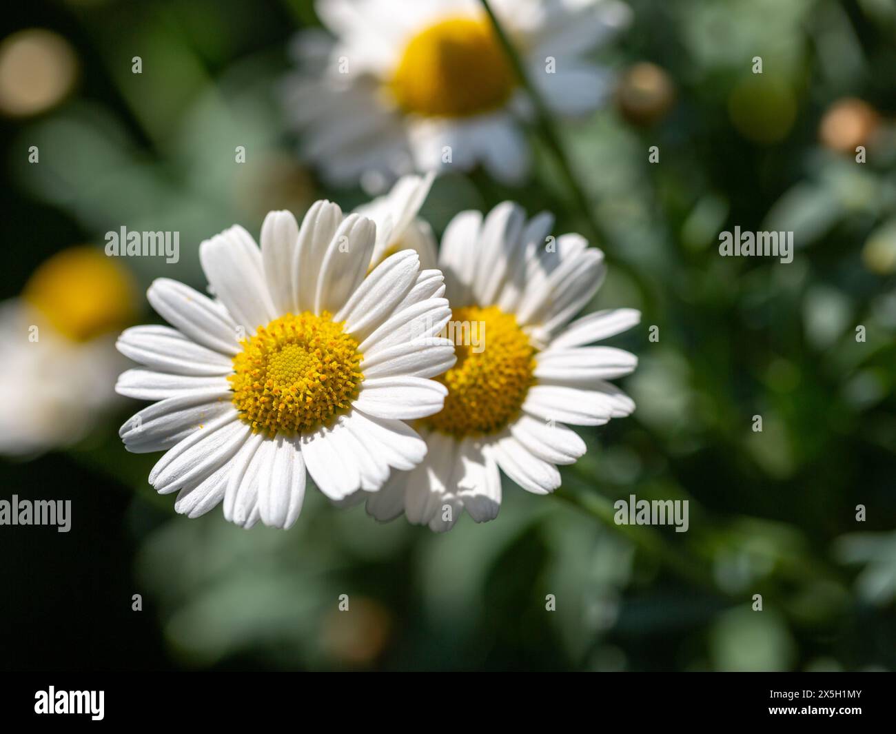 Close-up of wild daisy flowers (Leucanthemum vulgare), white chamomiles on green blurred background. Stock Photo