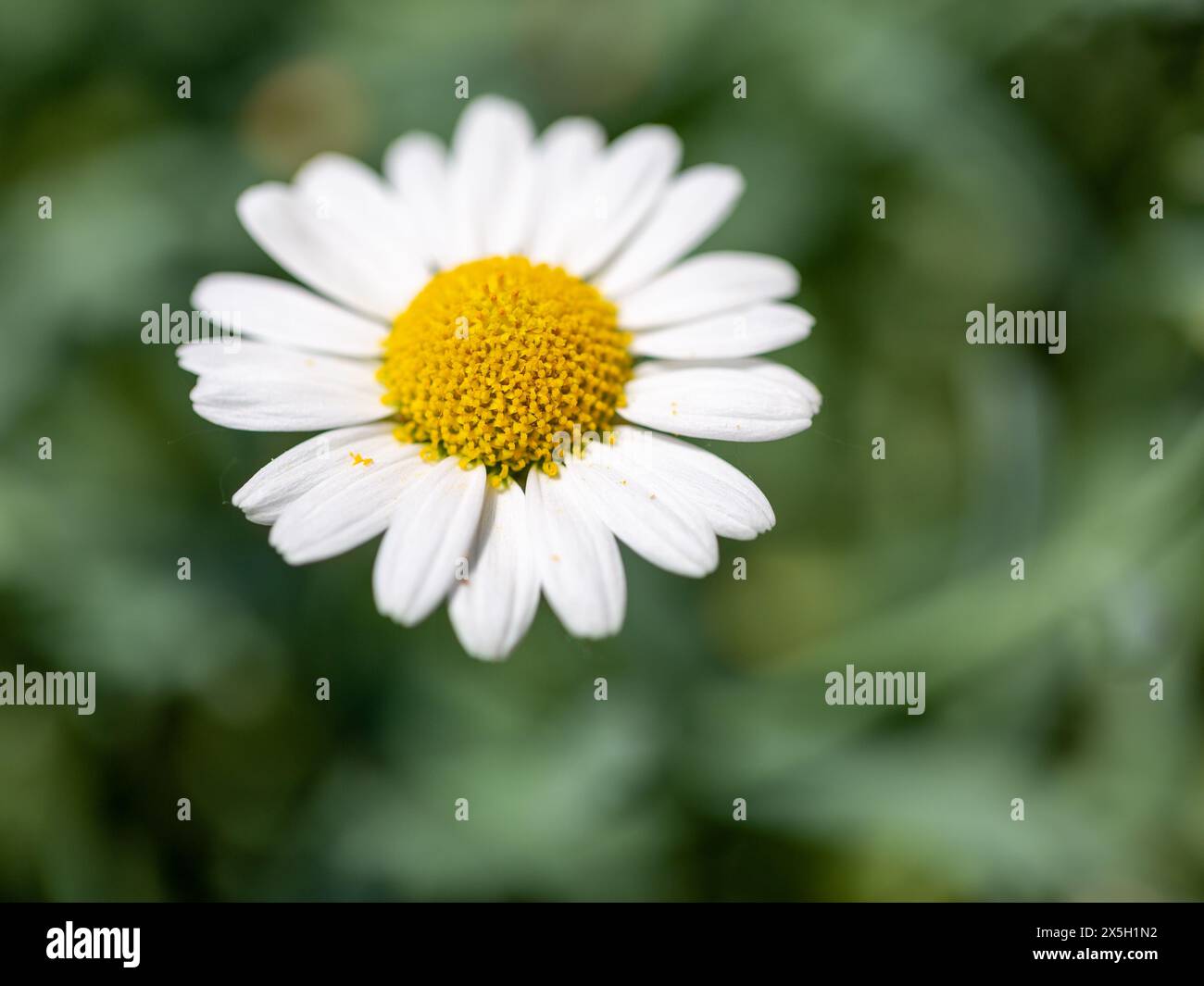 Close-up of a wild daisy flower (Leucanthemum vulgare), white chamomile on green blurred background. Stock Photo