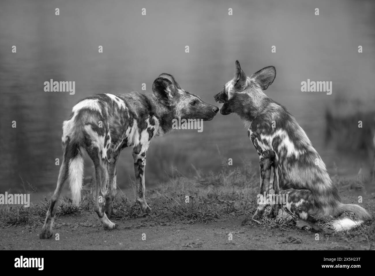 African Wild Dogs greeting each other on the edge of a pond- black and