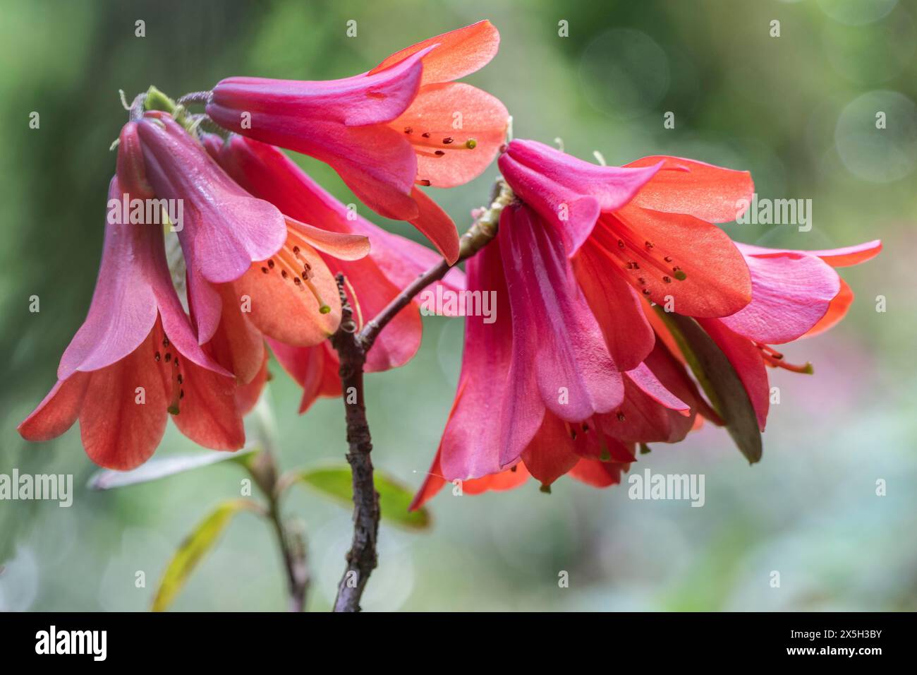 Rhododendron flower Rhododendron cinnabarinum Roylei), Emsland, Lower Saxony, Germany Stock Photo