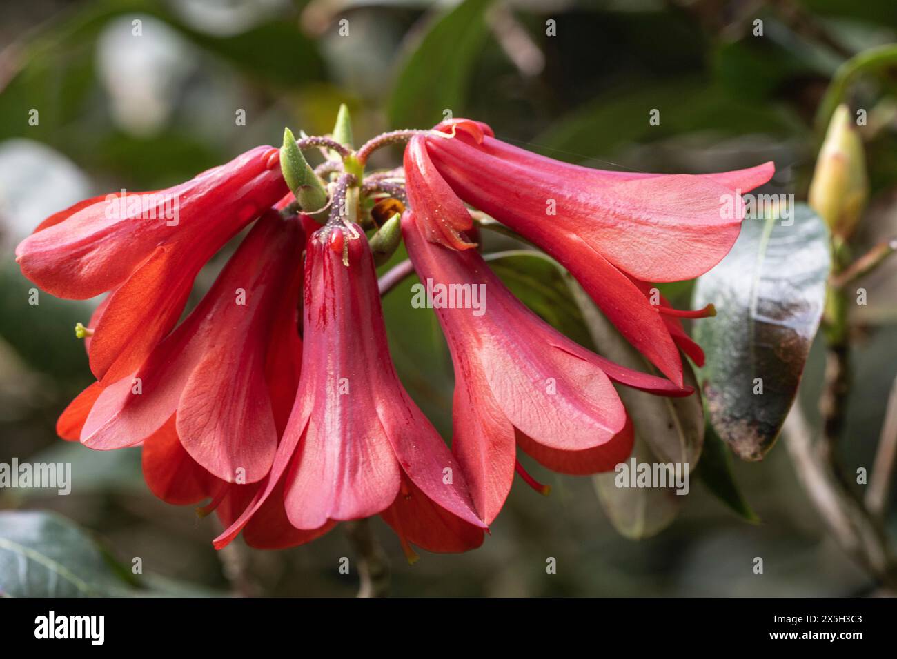 Rhododendron flower Rhododendron cinnabarinum Roylei), Emsland, Lower Saxony, Germany Stock Photo