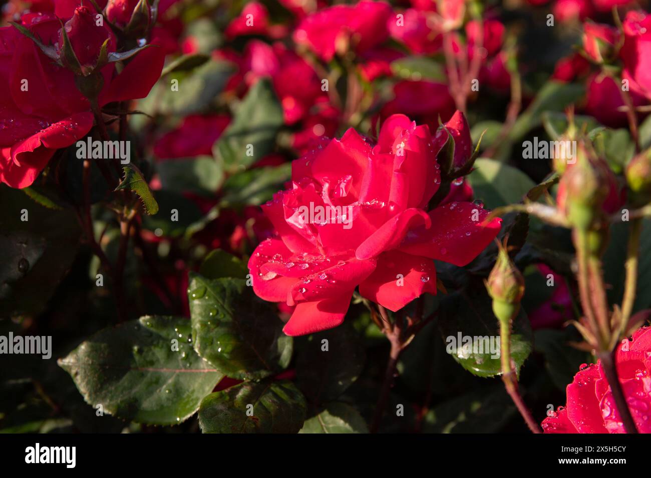 Beautiful red roses in raindrops Stock Photo - Alamy