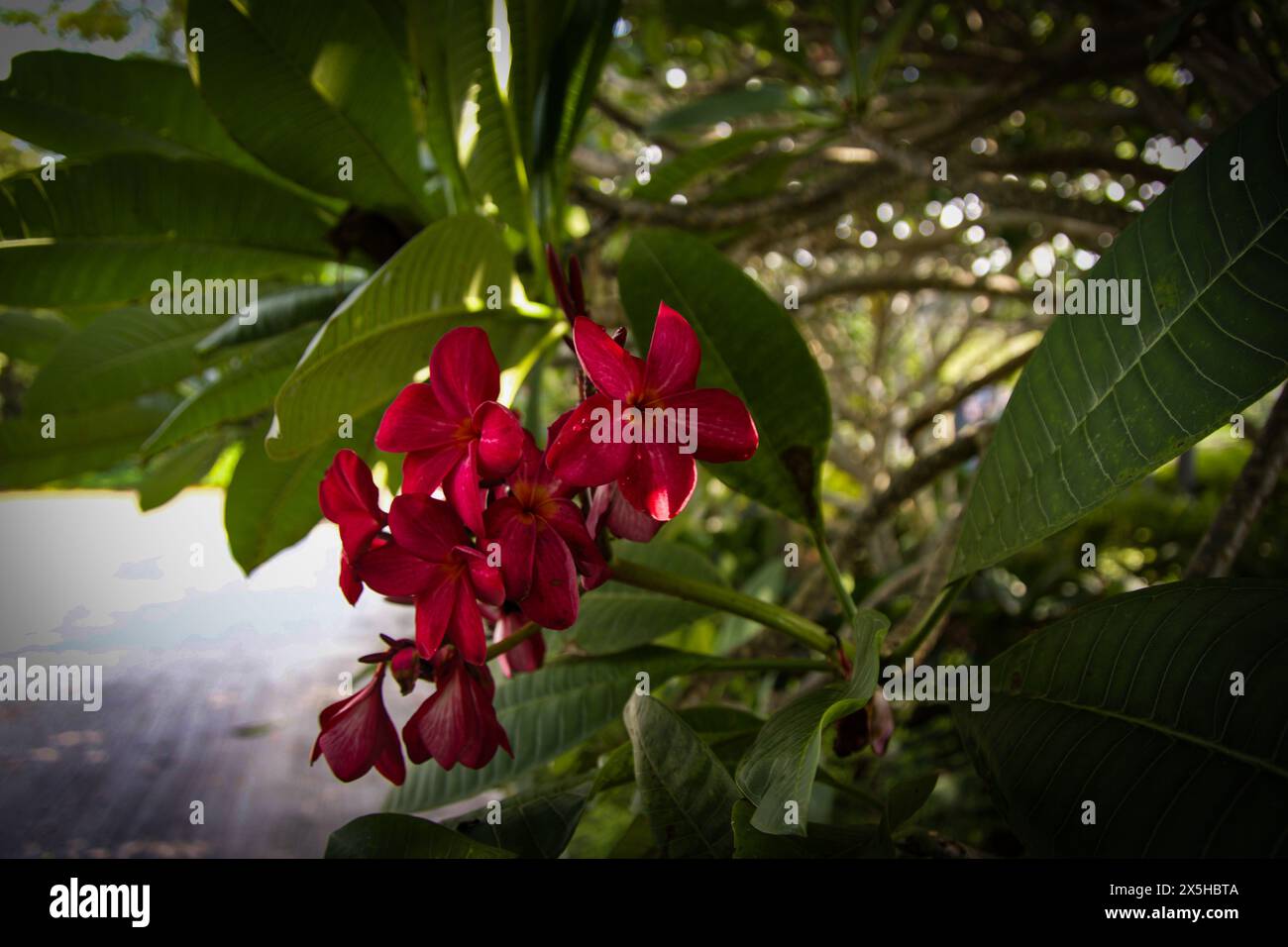 Unusual colour for a frangipani seen here at the botanical gardens in Singapore Stock Photo