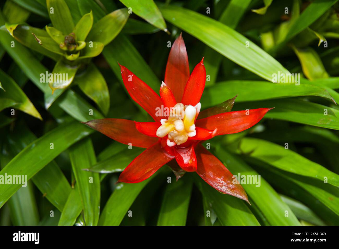 Stunning red flower against the backdrop of green foliage and other immature flowers Stock Photo
