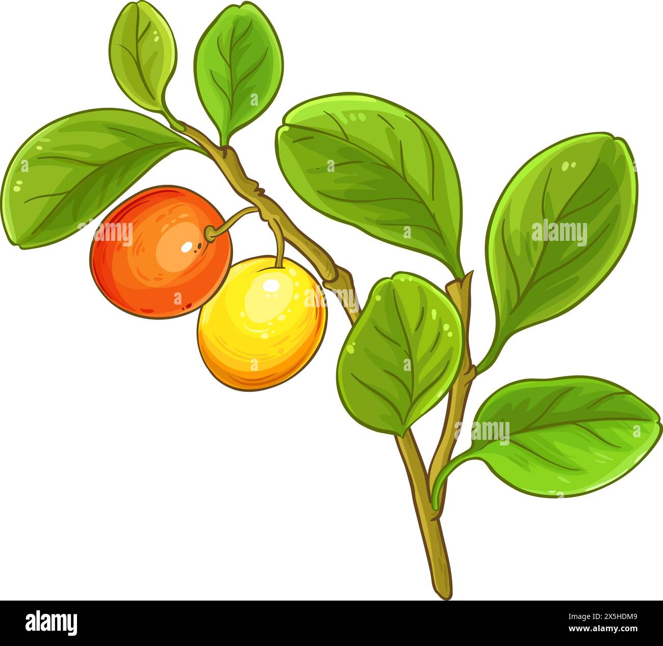 Ximenia Branch Colored Detailed Illustration. Stock Vector