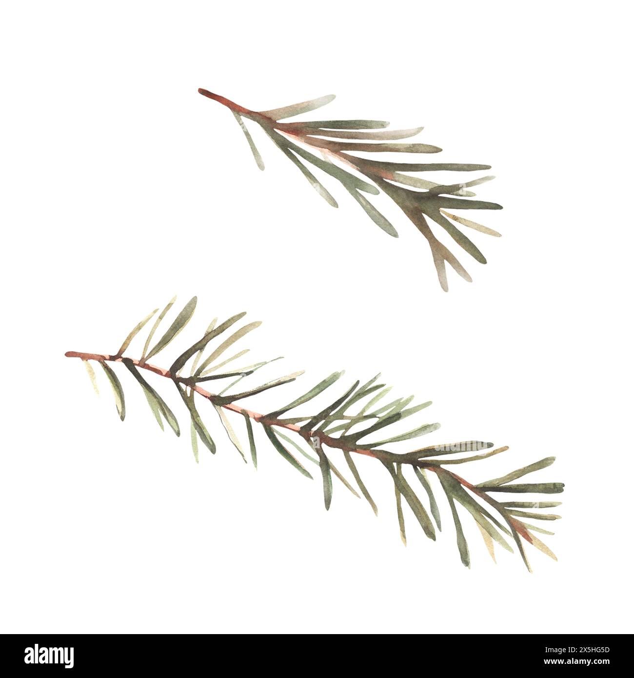 Tree branches needles winter Cut Out Stock Images Pictures Alamy Tree branches needles winter Cut Out Stock Images Pictures Alamy