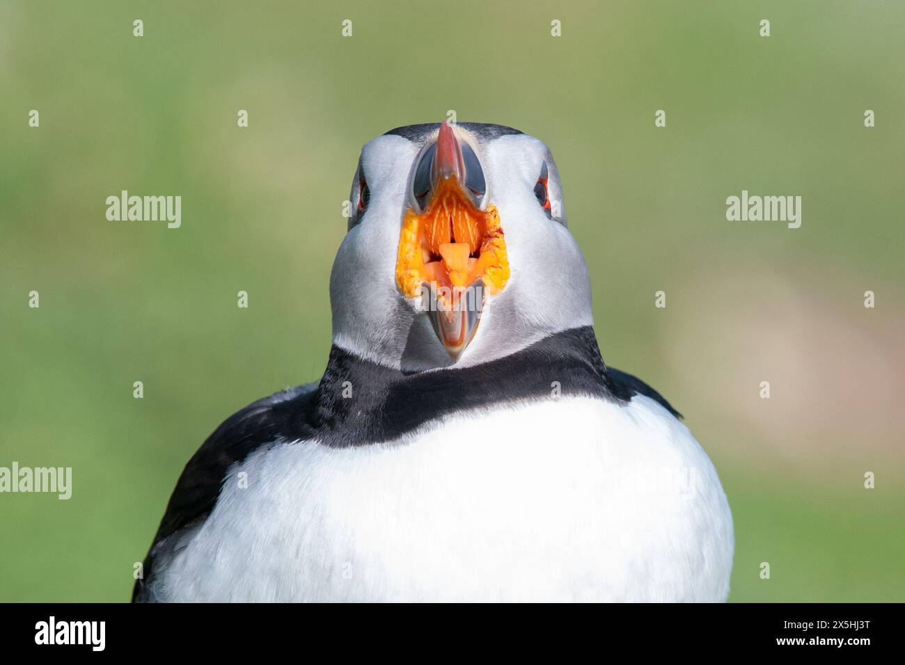 Puffin Beak Spikes Hi res Stock Photography And Images Alamy