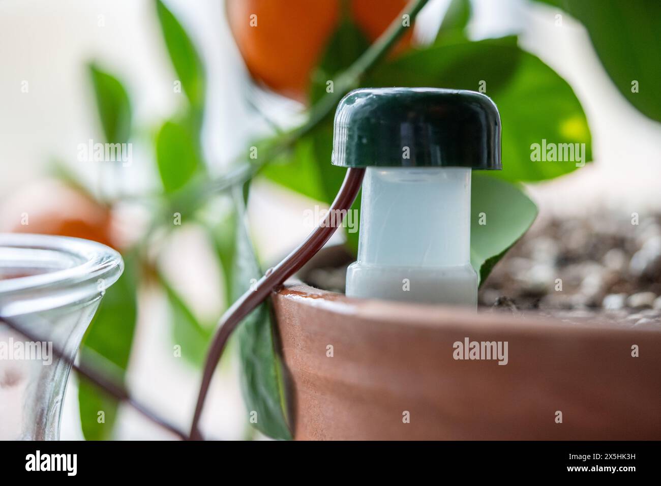 Self watering system auto hi-res stock photography and images - Alamy