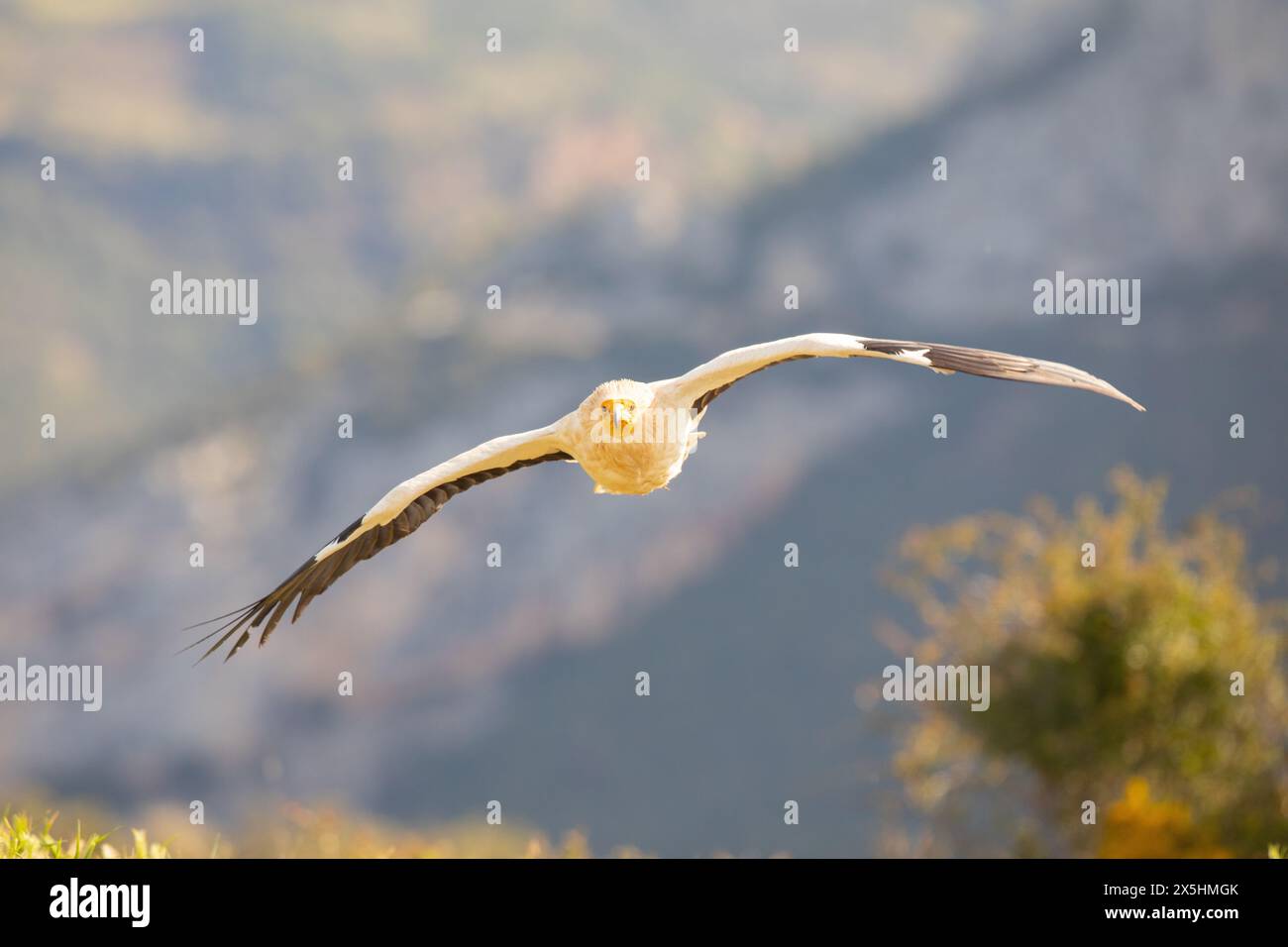 The globally endangered Egyptian vulture (Neophron percnopterus) in flight. Photographed in the mountains of Catalonia, Spain. Stock Photo
