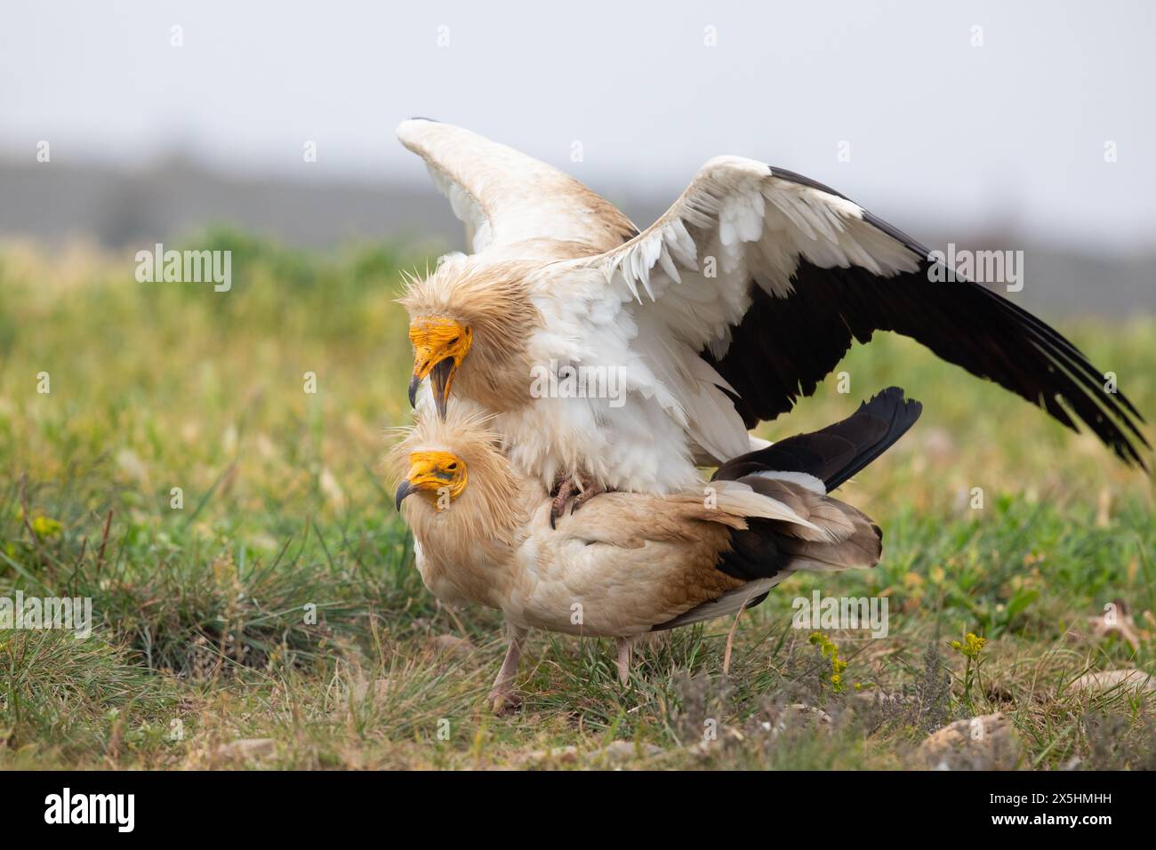 The globally endangered Egyptian vulture (Neophron percnopterus) mating. Photographed in the mountains of Catalonia, Spain. Stock Photo