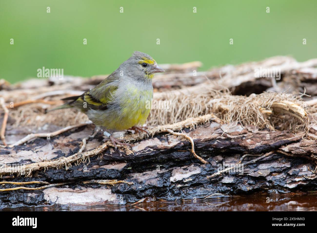 Alpine citril finch hi-res stock photography and images - Alamy