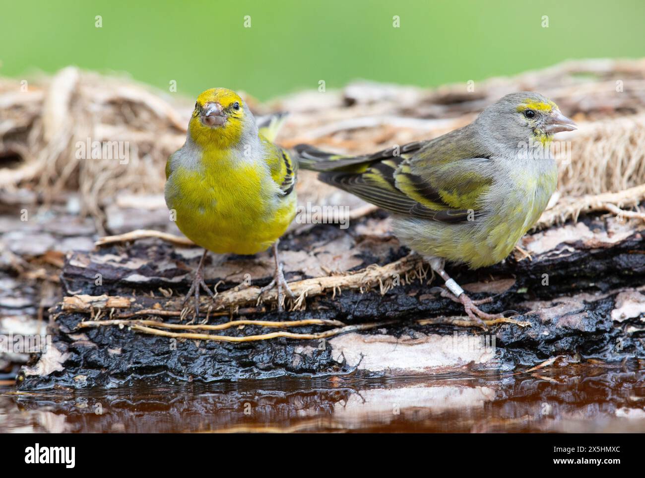 Alpine citril finch hi-res stock photography and images - Alamy