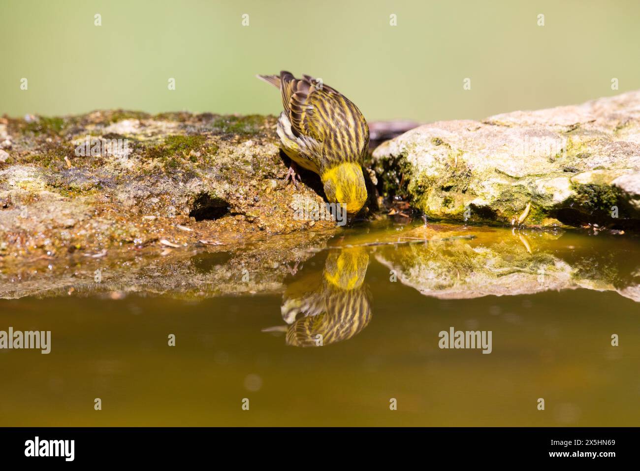 European serin (Serinus serinus). Photographed in Solsona, Spain Stock Photo