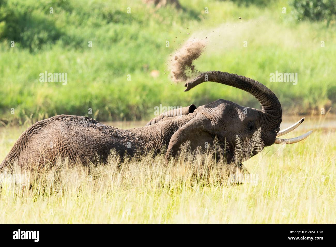 Elephant throws dirt onto its back in order thwart parasites Stock Photo Alamy