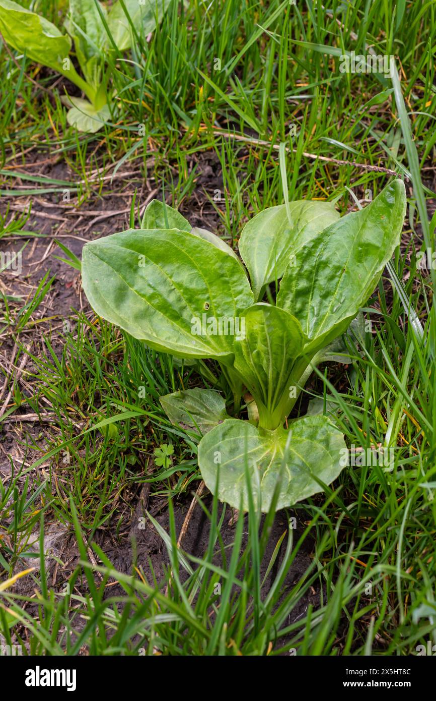 Plantago major Plantago, Plantain, fleaworts. There are 3-5 parallel veins that diverge in wider leaf. The inflorescences on long stalks with short sp Stock Photo