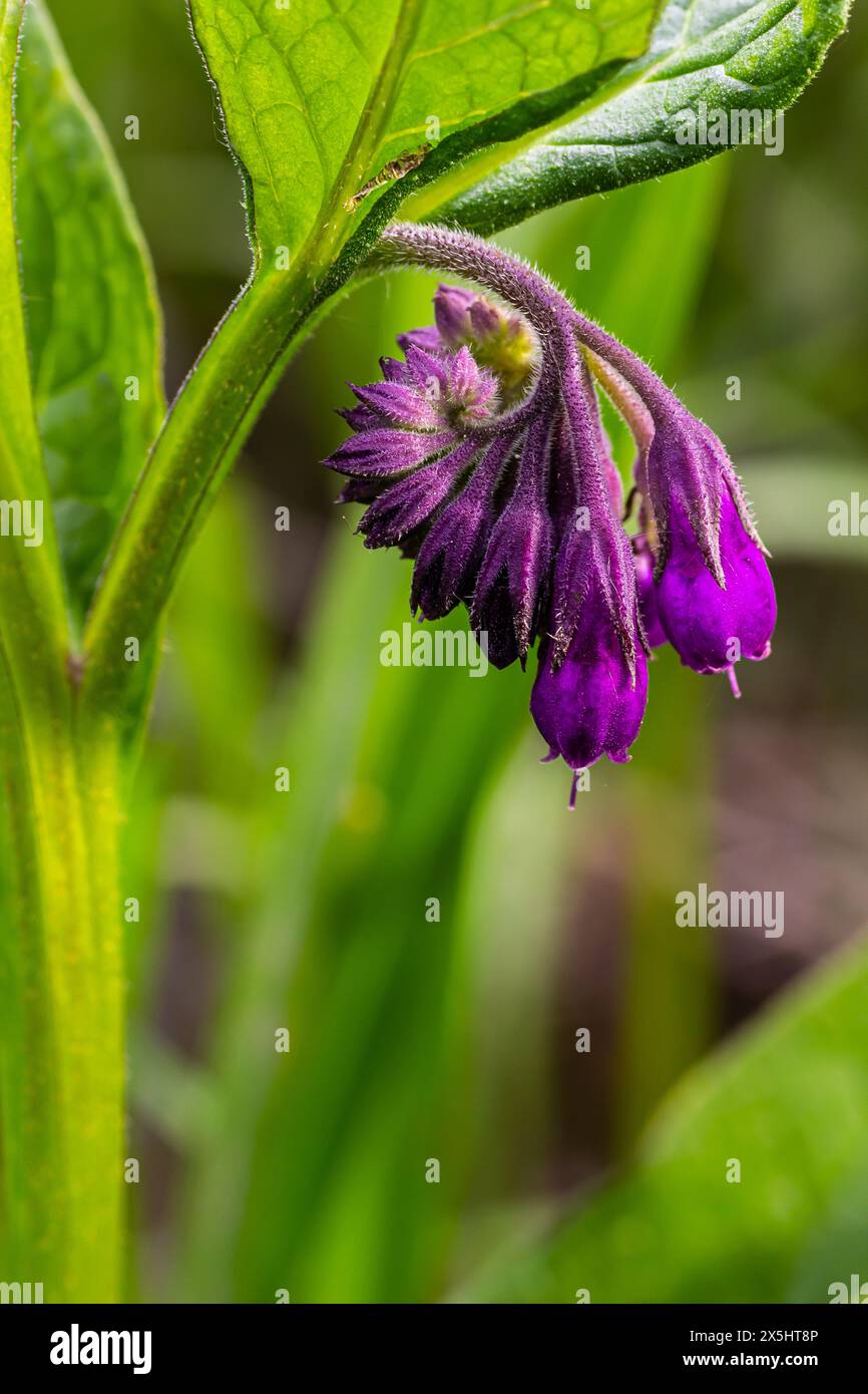 In the meadow, among wild herbs the comfrey Symphytum officinale is blooming. Stock Photo