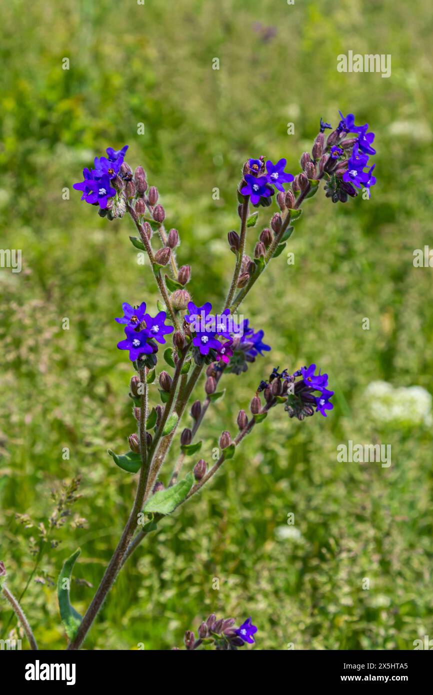 Anchusa officinalis, commonly known as the common bugloss or alkanet with green background. Stock Photo